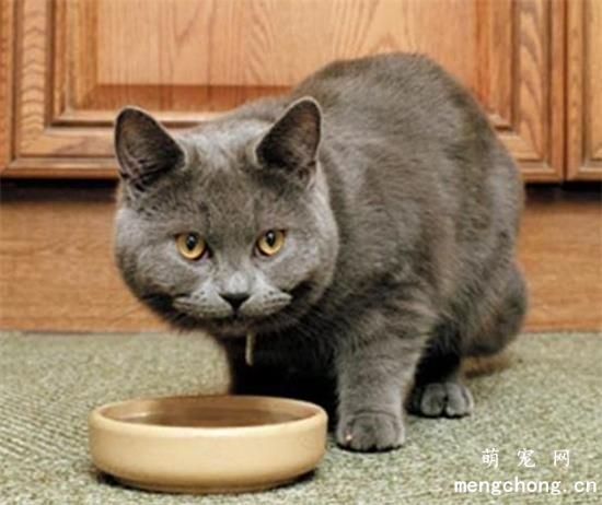 猫咪用人的沐浴露洗澡会怎样