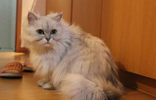 猫咪用完洗耳液为什么一直甩头挠耳朵？