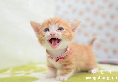 猫咪疫苗一共要打几针