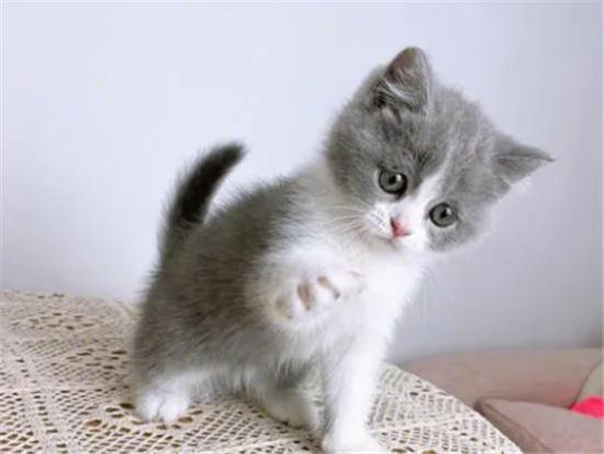 猫咪疫苗接种后的注意事项是什么?