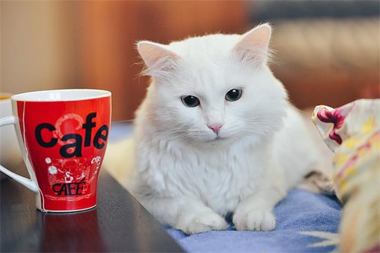 猫咪白内障的原因和治疗方法