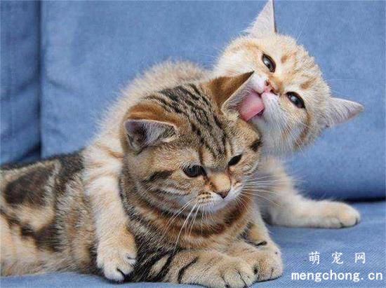 猫咪白天不叫晚上叫是为什么