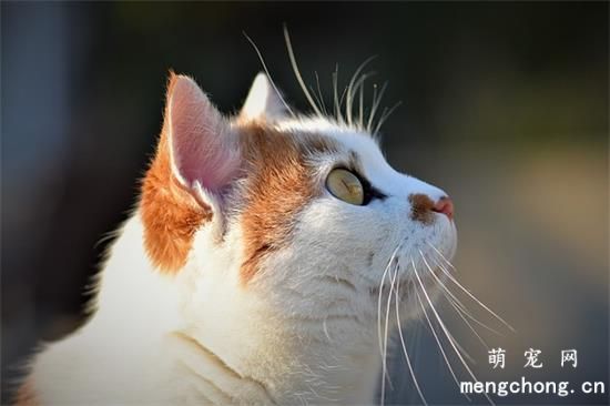 猫咪白天睡觉晚上闹腾怎么办