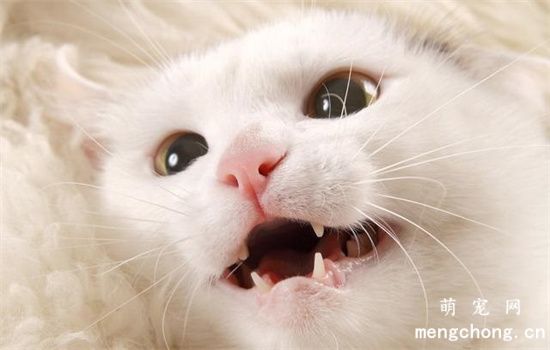 猫咪的叫声是什么意思？猫叫的含义