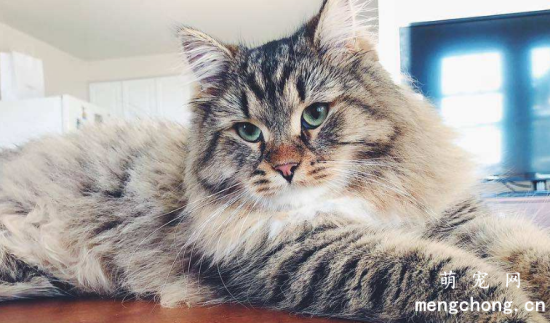猫咪的四个不容忽视生活细节？