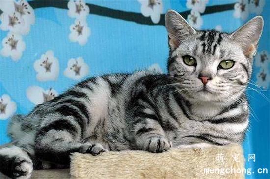 猫咪的寿命有多长？(最老的猫咪能活多久？)
