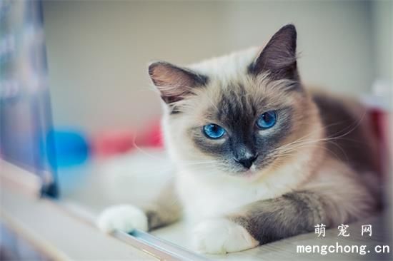 猫咪的寿命有多长？(最老的猫咪能活多久？)