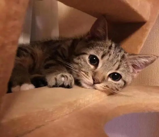 猫咪的慢性肾功能衰竭的诊断与治疗