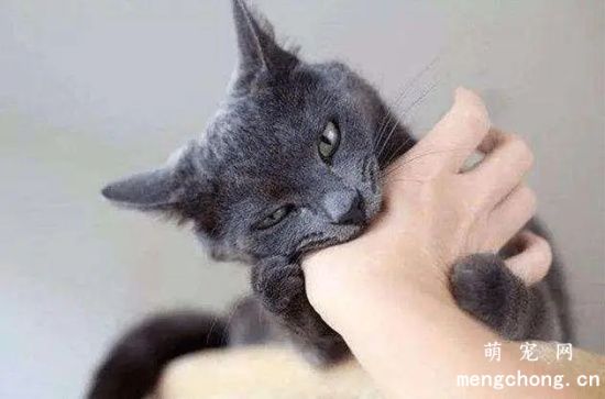 猫咪的报复心有多强？