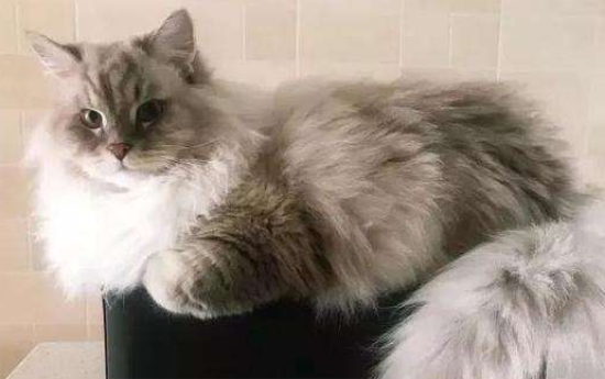 猫咪的正常睡眠时间是多长