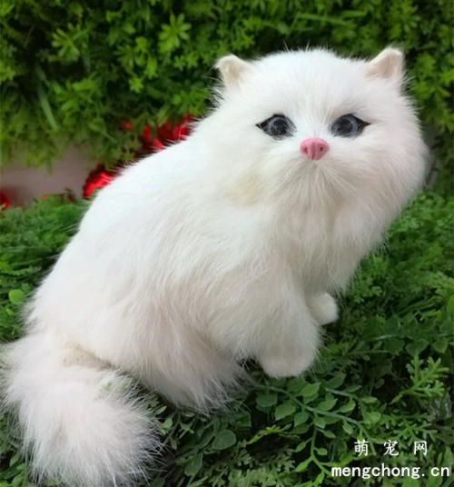 猫咪的毛打结紧贴皮肤怎么办？