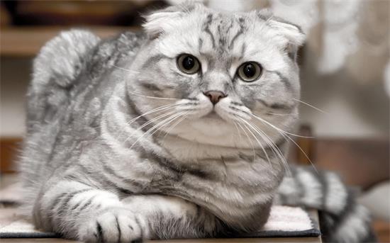 猫咪的泪痕怎么去除?