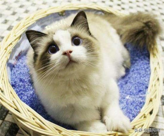 猫咪的牙掉了怎么办