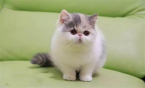 猫咪的猫砂盆要怎么选择和清理