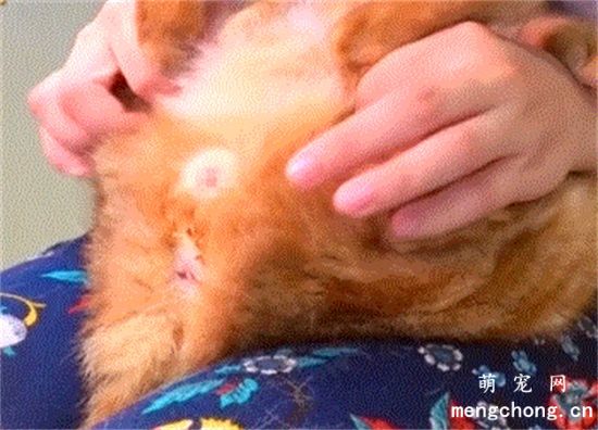 猫咪的肛门腺为什么会那么臭？