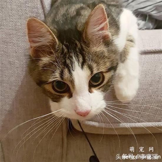 猫咪的胡须有什么作用呢?