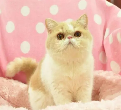 猫咪的被毛系统对于猫咪有什么作用？