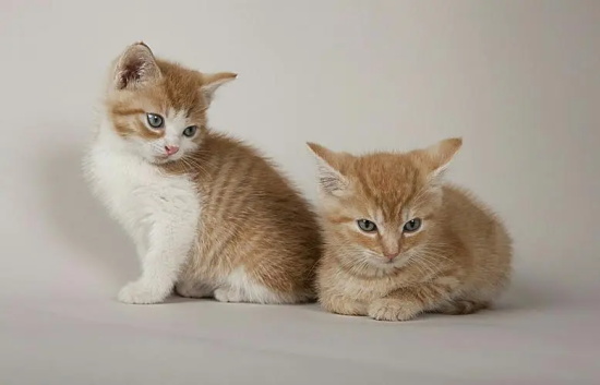 猫咪的这6条冷知识，了解后就可以随意撸猫啦
