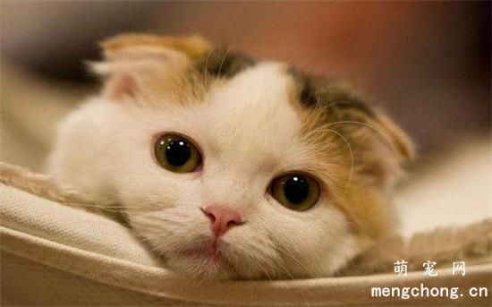 猫咪皮肤大面积发红是什么原因？