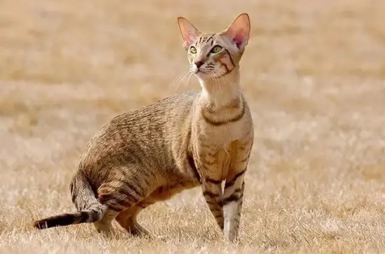 猫咪皮肤有几层 猫咪皮肤生理结构介绍