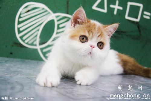 猫咪皮肤有螨虫症状用什么药？