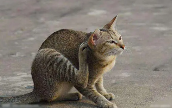 猫咪皮肤病用什么药比较好