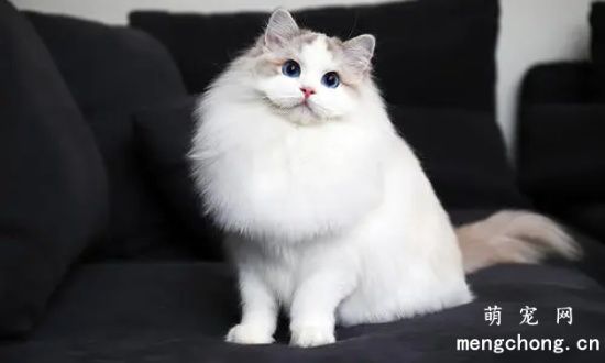 猫咪益生菌成分