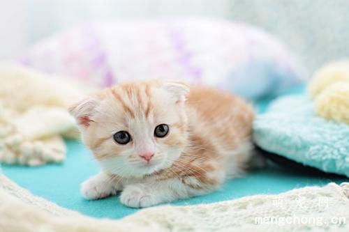 猫咪看着你半眯眼是什么意思