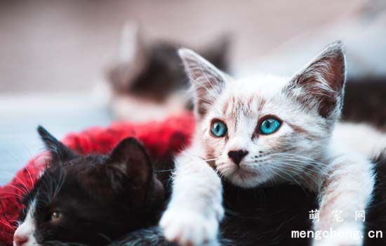 猫咪真的喜欢喝流动的水吗？自动饮水机有必要买吗？