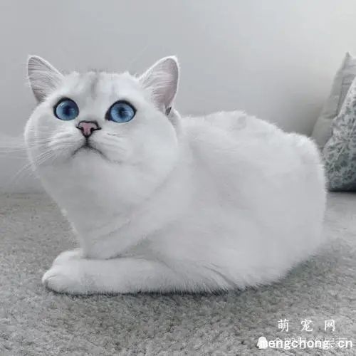 猫咪真的喜欢喝流动的水吗？自动饮水机有必要买吗？