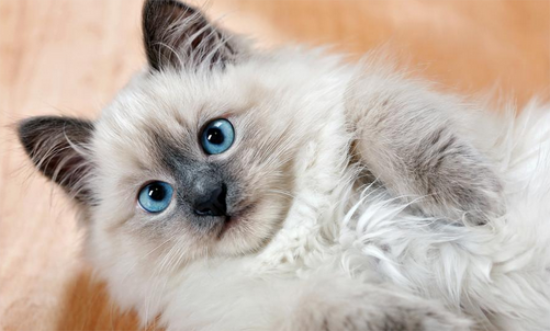 猫咪真菌和癣的区别