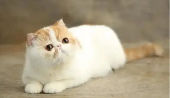 猫咪真菌感染用什么药比较好
