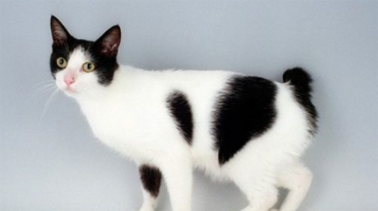 猫咪真菌感染用什么药比较好？