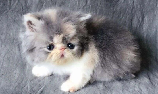 猫咪眼屎多怎么清理?
