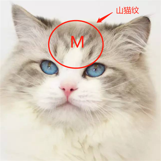 猫咪眼睛上面的毛秃了 是怎么回事