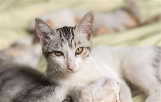 猫咪眼睛流泪有分泌物怎么办？