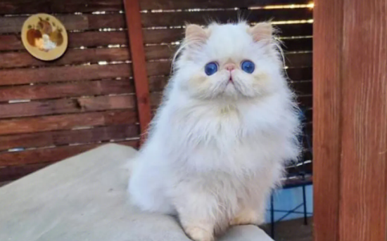 猫咪眼睛红肿怎么办 猫咪眼睛红肿有分泌物是怎么回事