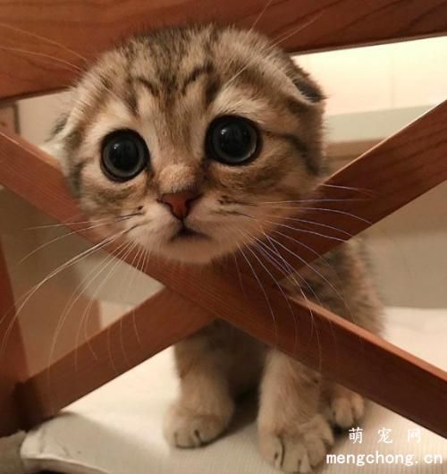 猫咪眼睛里面有条线一样的东西怎么办？