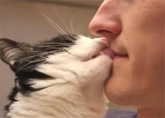 猫咪知道主人在亲热吗