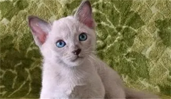 猫咪知道主人对它好吗？