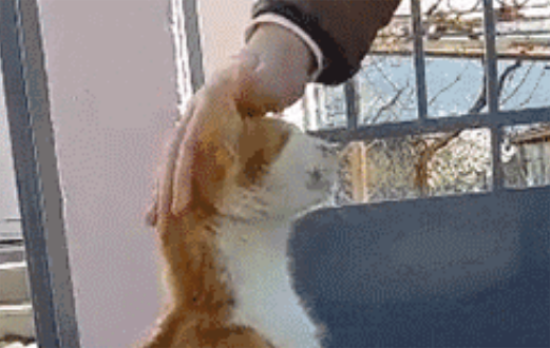 猫咪知道自己被遗弃了吗？