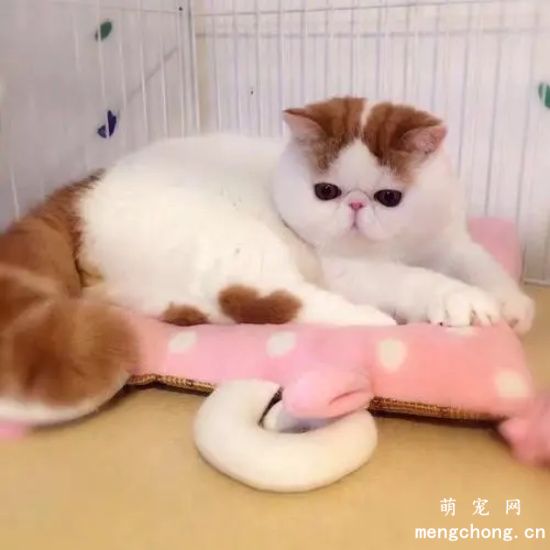 猫咪秃毛癣病的症状及治疗方法
