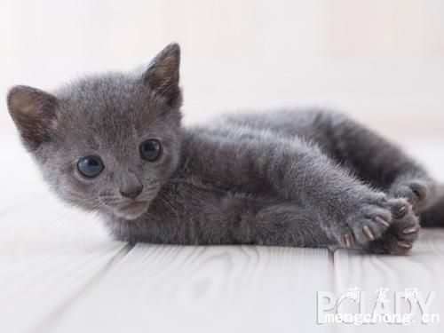 猫咪穴位按摩的注意事项