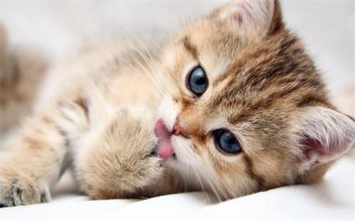 猫咪空调病的症状是什么?