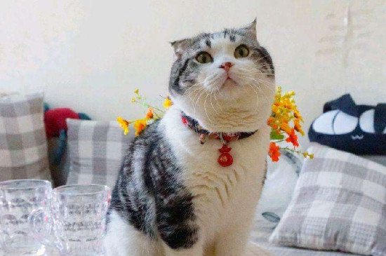 猫咪忽然没有吃猫粮