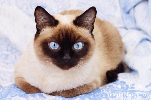 猫咪突然不吃猫粮了怎么回事