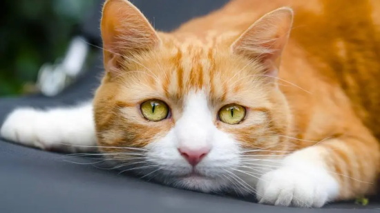 猫咪突然不进食无其他症状怎么回事