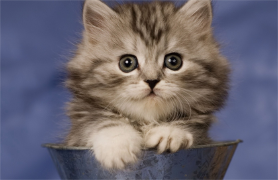 猫咪突然乱拉屎是怎么回事