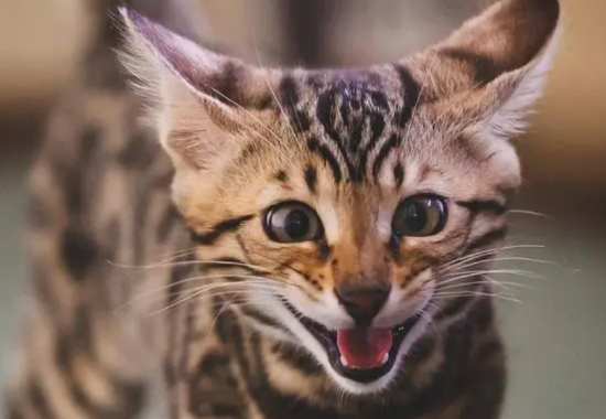 猫咪突然掉毛流血怎么办？