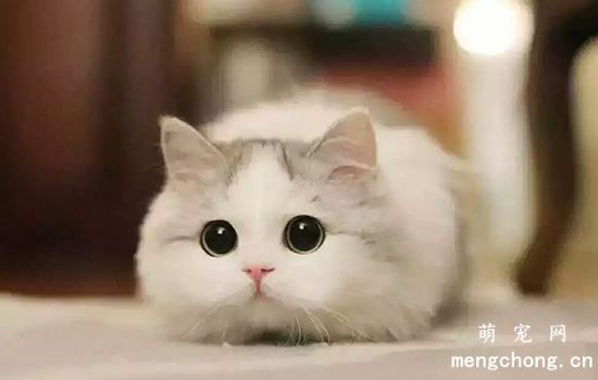猫咪第一次来月经该怎么处理